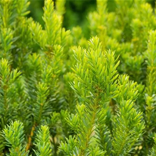 Taxus media 'Hillii'