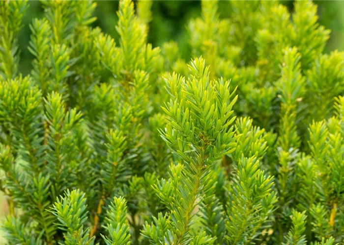 Taxus media 'Hillii'