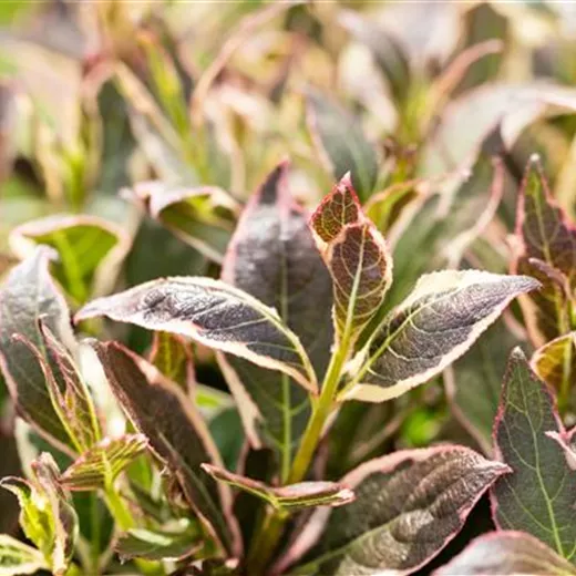 Weigela florida 'Monet' -R- -S-