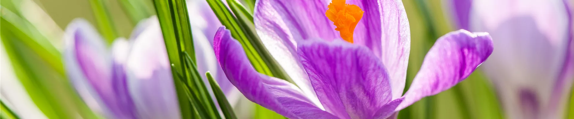 Crocus vernus 'King of the Striped' Crocus vernus 'King of the Striped'