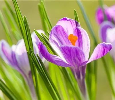 Gartenarbeit im März: Vorbereitung auf den Frühling  Gartenarbeit im März: Vorbereitung auf den Frühling