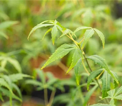 Acer palmatum 'Koto-no-ito' Acer palmatum 'Koto-no-ito'