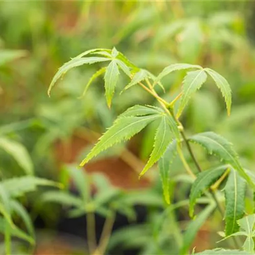 Acer palmatum 'Koto-no-ito' Acer palmatum 'Koto-no-ito'