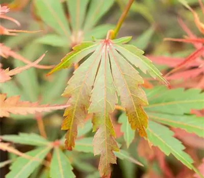 Acer palmatum 'Jerre Schwartz'