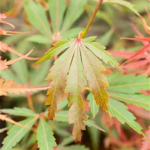 Acer palmatum 'Jerre Schwartz'