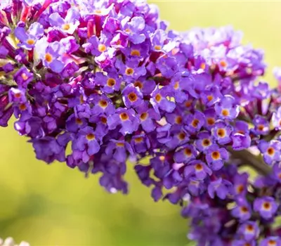 Buddleja davidii 'Empire Blue' Buddleja davidii 'Empire Blue'