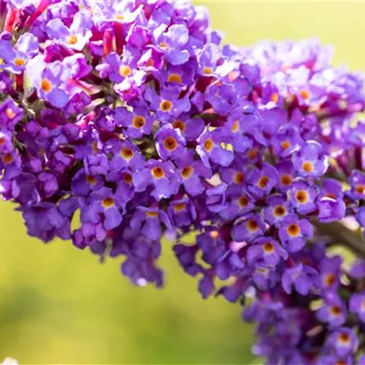 Buddleja davidii 'Empire Blue' Buddleja davidii 'Empire Blue'