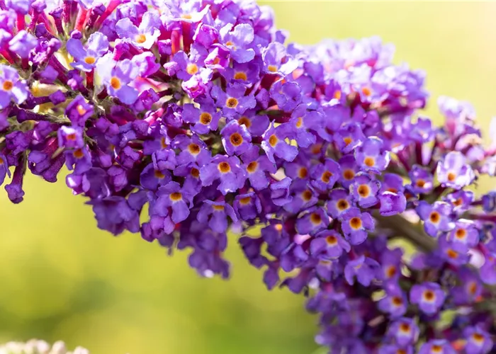 Buddleja davidii 'Empire Blue'