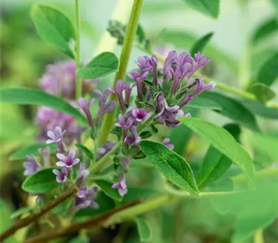 Buddleja alternifolia 'Unique' -R- Buddleja alternifolia 'Unique' -R-