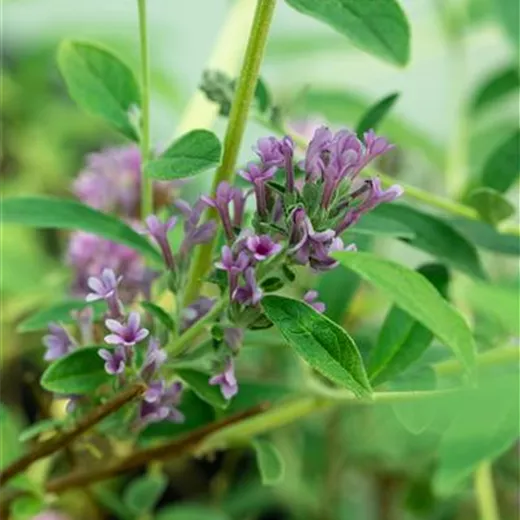 Buddleja alternifolia 'Unique' -R-