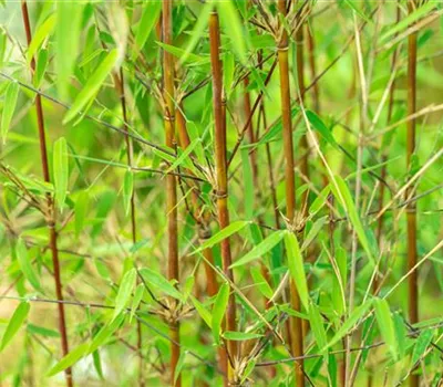 Fargesia 'Jiuzhaigou 1' Fargesia 'Jiuzhaigou 1'