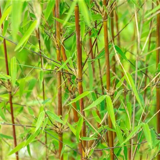 Fargesia 'Jiuzhaigou 1' Fargesia 'Jiuzhaigou 1'