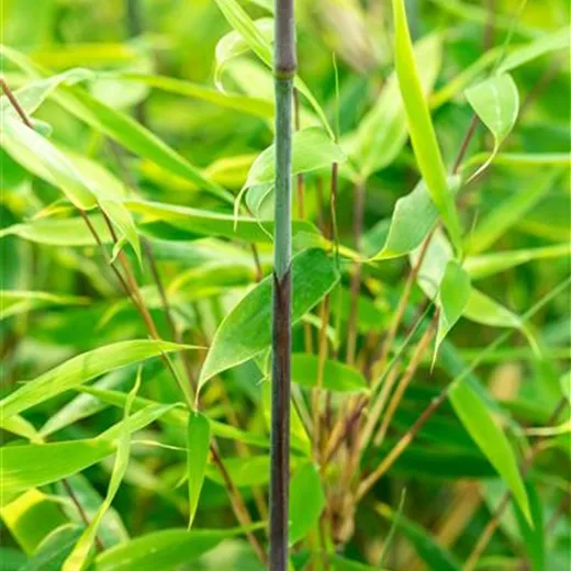 Fargesia species 'Malachite Monkey' -R- Fargesia species 'Malachite Monkey' -R-