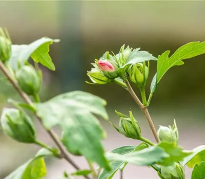 Hibiscus syriacus 'Hamabo' Hibiscus syriacus 'Hamabo'
