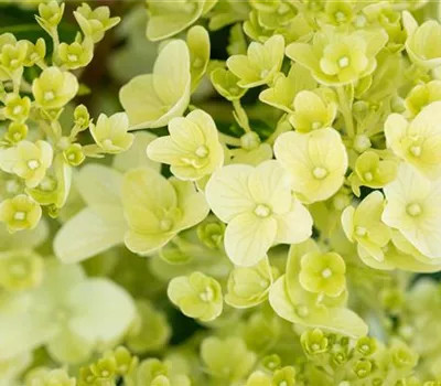 Hydrangea panic. 'Silver Dollar'