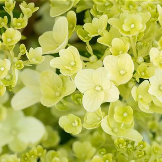 Hydrangea panic. 'Silver Dollar' Hydrangea panic. 'Silver Dollar'