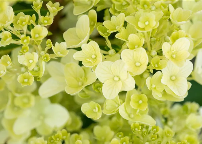 Hydrangea panic. 'Silver Dollar' Hydrangea panic. 'Silver Dollar'