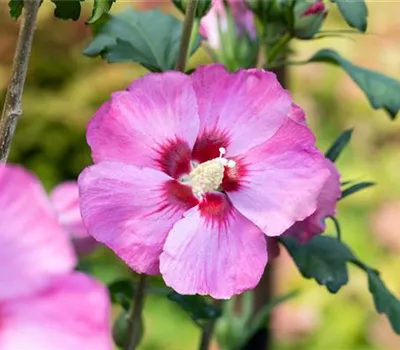 Hibiscus syriacus 'Woodbridge'