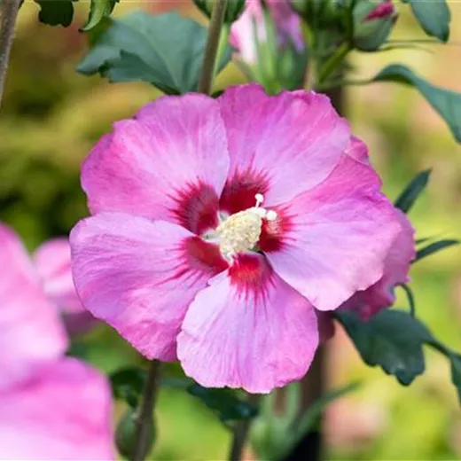 Hibiscus syriacus 'Woodbridge'