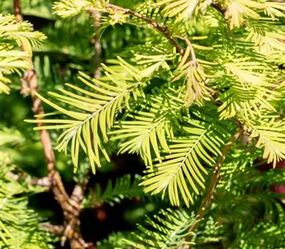 Metasequoia glyptostroboides 'Chubby'