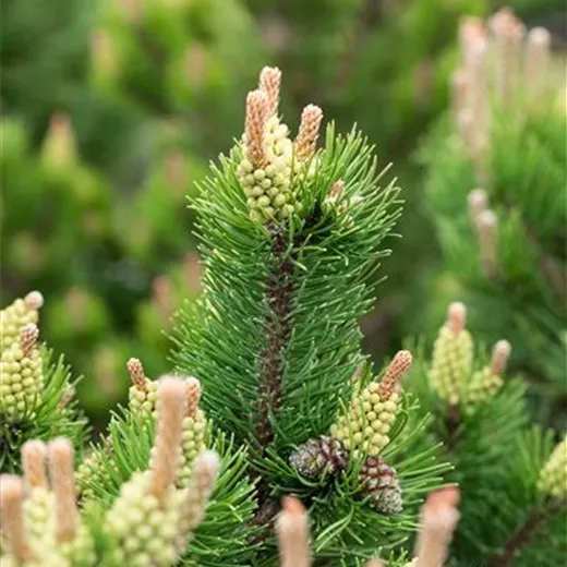 Pinus mugo 'Laurin'