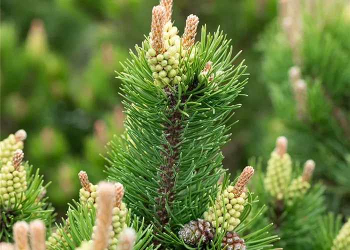 Pinus mugo 'Laurin'