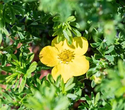 Potentilla frut. Bella Sol