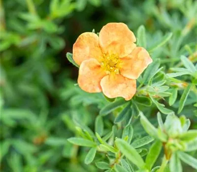 Potentilla fruticosa 'Red Ace' Potentilla fruticosa 'Red Ace'