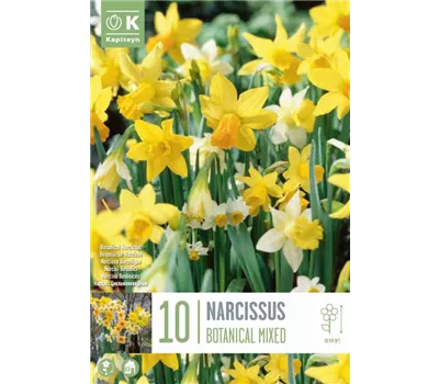 Narcissus Botanical Mixed Colours