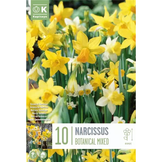 Narcissus Botanical Mixed Colours