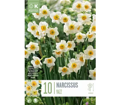 Narcissus jonquilla 'Yazz'