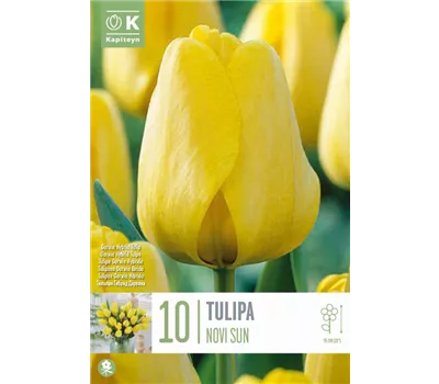 Tulipa 'Novisun' Tulipa 'Novisun'