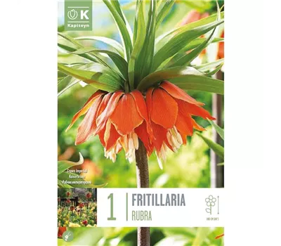 Fritillaria 'Rubra'