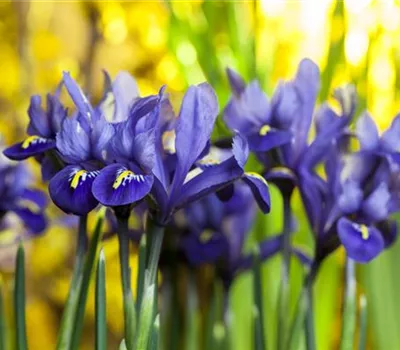 Iris reticulata 'Harmony'