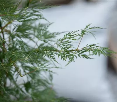 Acer palmatum 'Dissectum' Acer palmatum 'Dissectum'