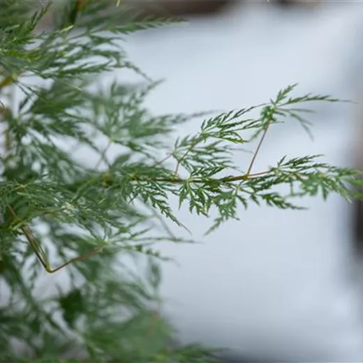 Acer palmatum 'Dissectum'