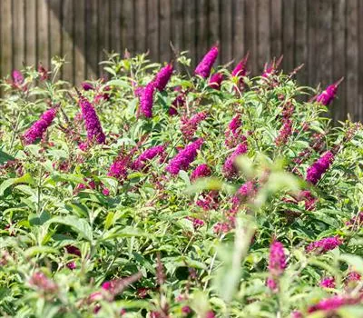 Buddleja davidii 'Miss Ruby' -S- Buddleja davidii 'Miss Ruby' -S-