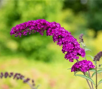 Buddleja davidii 'Royal Red' Buddleja davidii 'Royal Red'