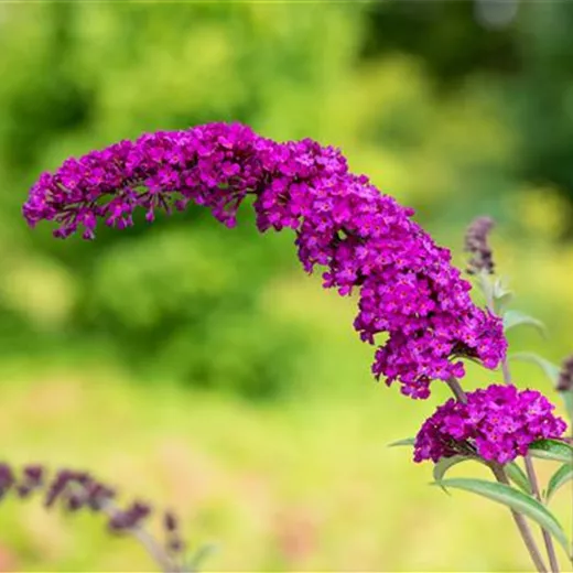 Buddleja davidii 'Royal Red'