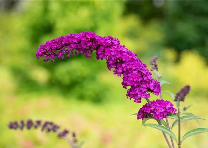 Buddleja davidii 'Royal Red'