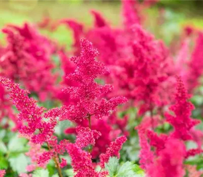Astilbe x arendsii 'Fanal'