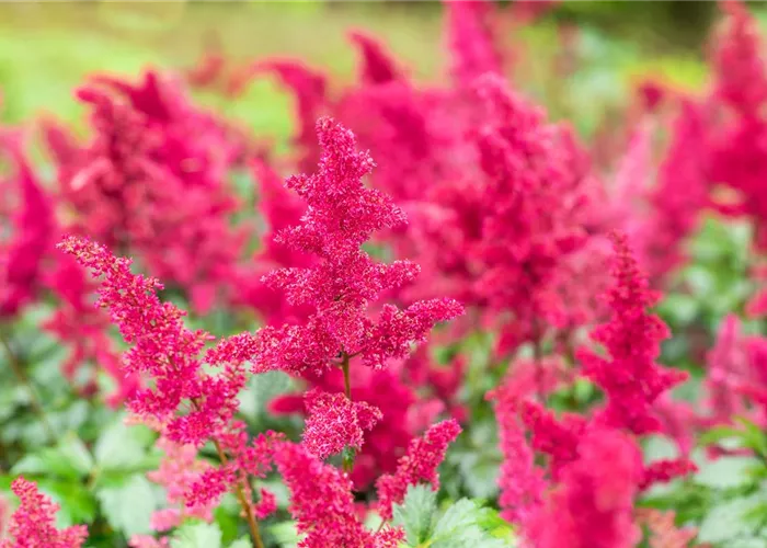 Astilbe x arendsii 'Fanal'