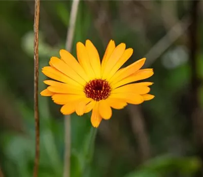 Calendula officinalis