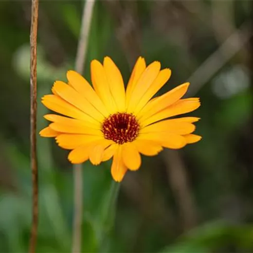 Calendula officinalis