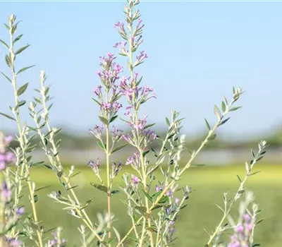 Buddleja alternifolia
