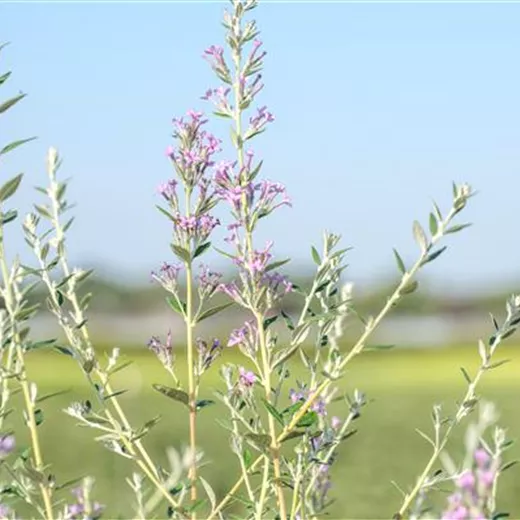 Buddleja alternifolia Buddleja alternifolia