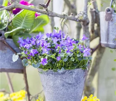 Campanula portenschlagiana