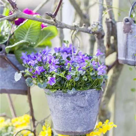 Campanula portenschlagiana