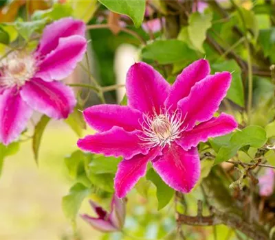 Clematis 'Dr. Ruppel'