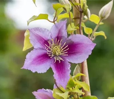 Clematis 'Piilu' Clematis 'Piilu'